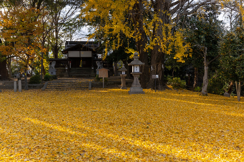 2020紅葉きらめく京都　黄色い絨毯（三栖神社）_f0155048_00095472.jpg