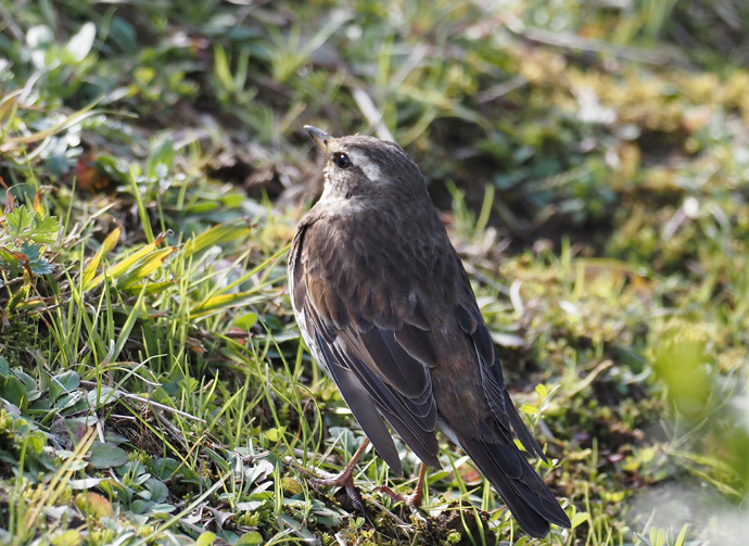 カワセミなど大阪の野鳥たち_f0140054_08370133.jpg