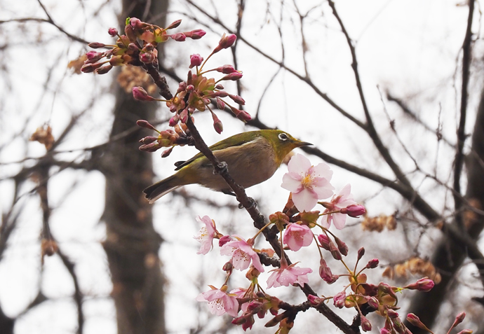 カワセミなど大阪の野鳥たち_f0140054_08392994.jpg