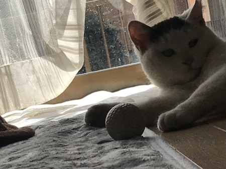 猫の言葉とキモチ／伊COVID-19(13/03/2021)_a0136671_21120488.jpg