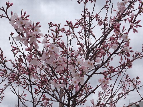 路傍の花、樹々の鳥（403）　～　市内の公園ではエドヒガン開花　～_b0102572_15004952.jpg