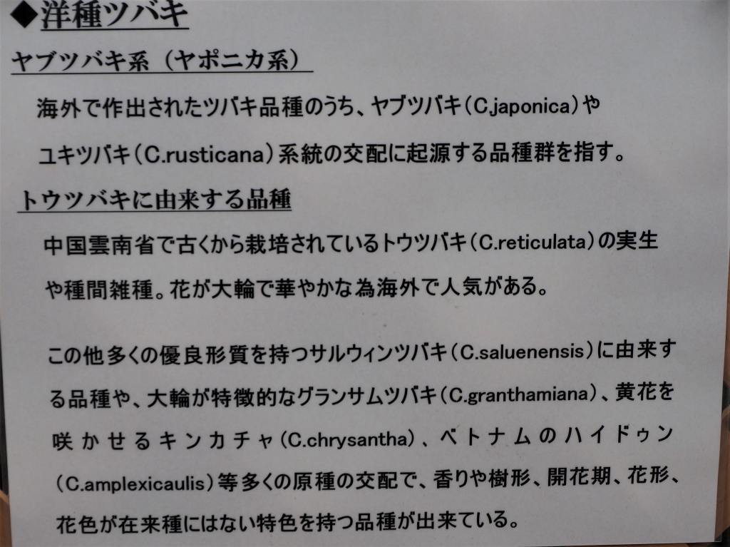 03/11    札幌百合が原公園大温室で咲いていた椿選_c0183777_18223278.jpg