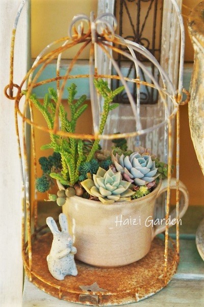 玄関ポーチ 多肉物語 その1 ハイジの玄関先ガーデン エピソード２