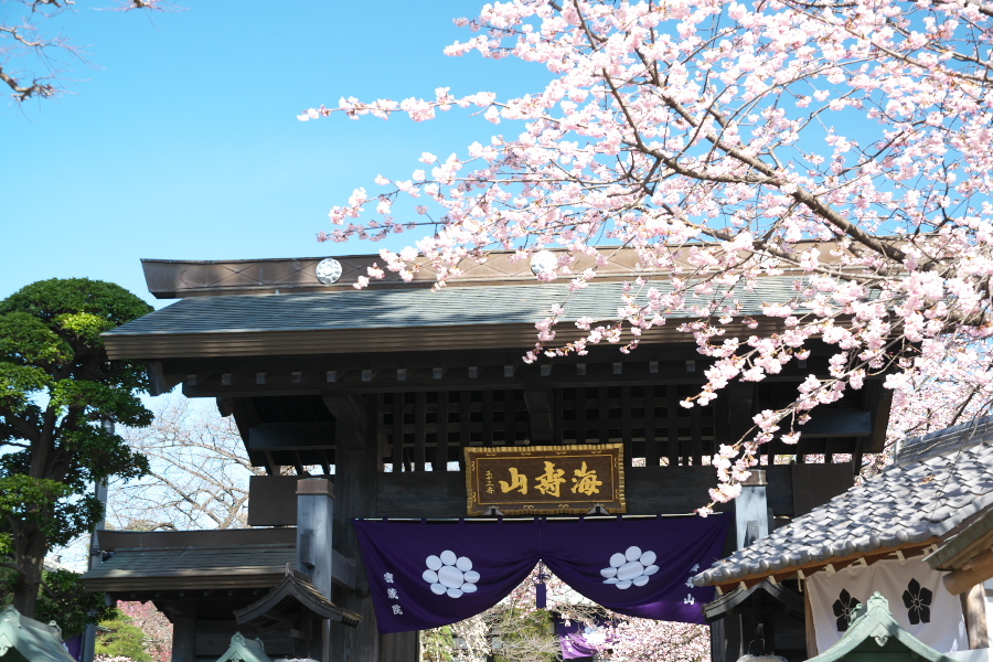 川口市　密蔵院の安行桜2_a0263109_09461344.jpg