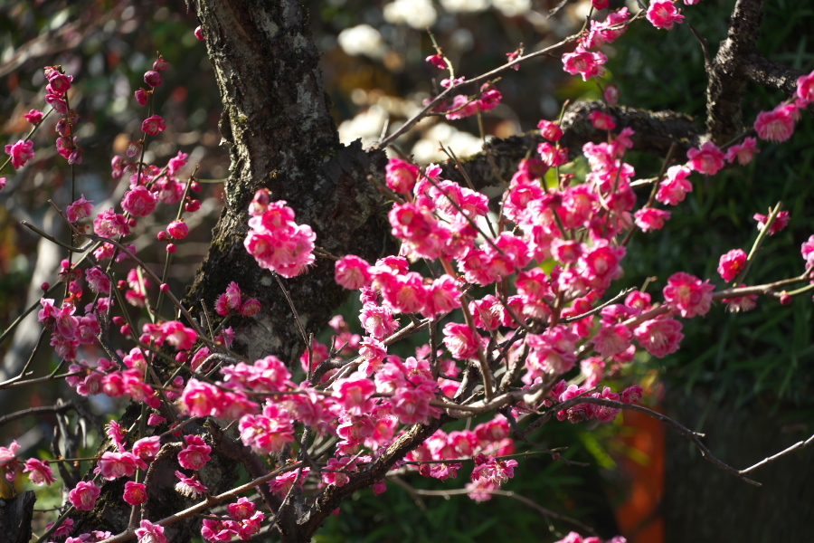 川口市　密蔵院の安行桜2_a0263109_09472028.jpg