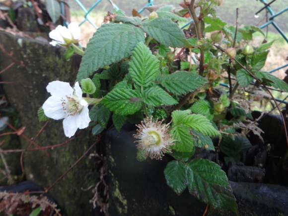 野いちご だんご虫の花 野いちご だんご虫の花