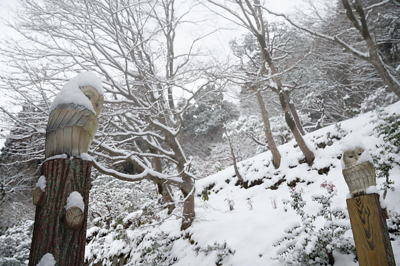 雪景色@滋賀県湖東　百済寺　其の一_f0032011_18582782.jpg