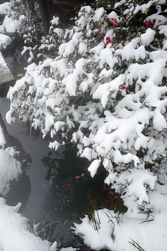 雪景色@滋賀県湖東　百済寺　其の一_f0032011_18593073.jpg