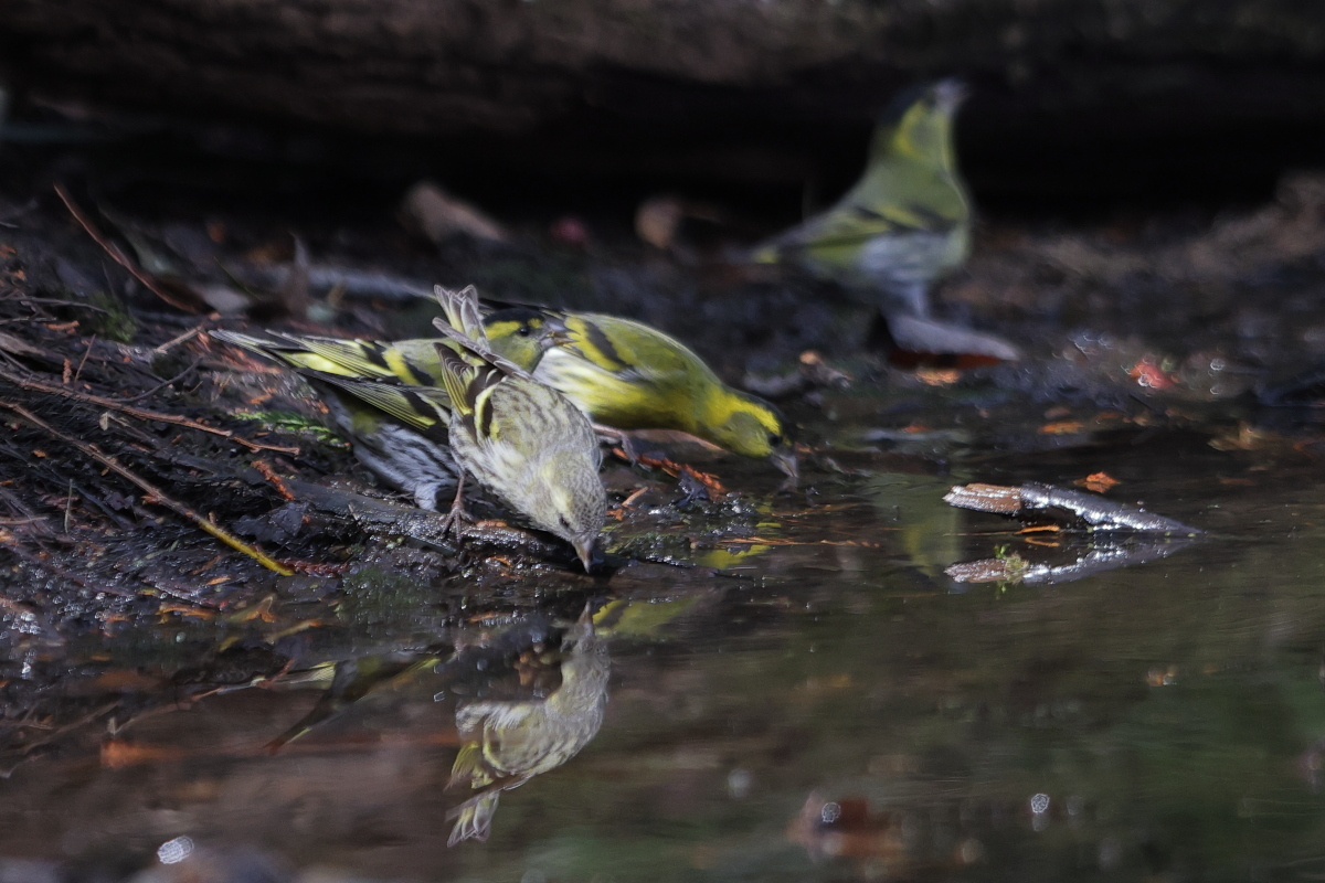 マヒワ 池の端で水飲み_f0369315_14362194.jpg