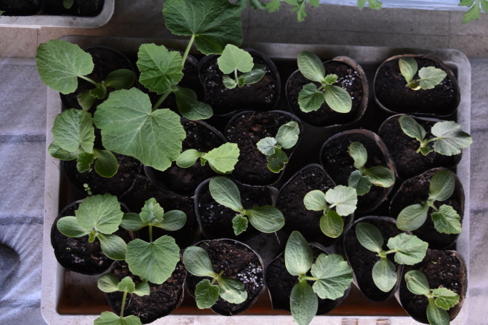 定植間近のかぼちゃ苗 甲府の野菜畑
