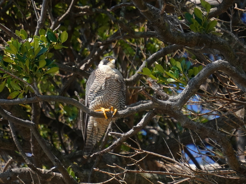 3時間待って漸く姿を現した ハヤブサ ｅｎｓ シエロの野鳥観察記録