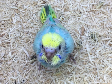 210314 インコ・うさぎ・ハムスター_f0189122_11551557.jpeg
