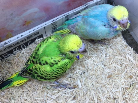 210314 インコ・うさぎ・ハムスター_f0189122_11552509.jpeg
