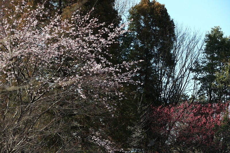 彼岸桜・・・（４５０２）_e0349324_15584323.jpg