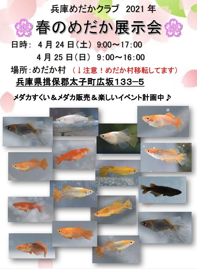 兵庫めだかクラブ 兵庫めだかクラブ