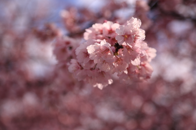 2021年さくら紀行②川口市密蔵院安行桜その１_f0229832_08323304.jpg