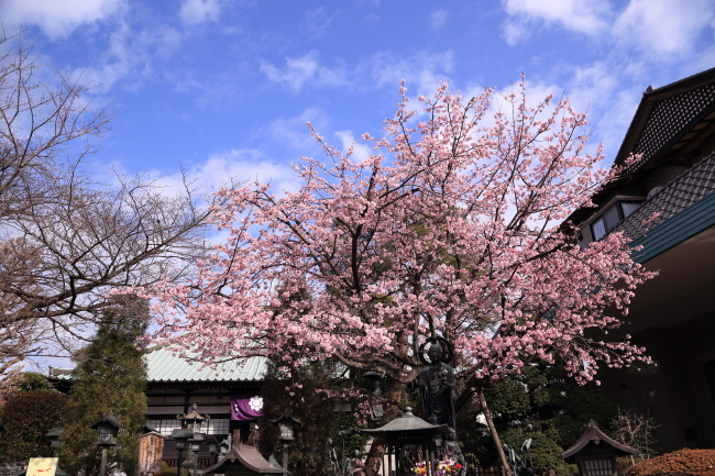 2021年さくら紀行②川口市密蔵院安行桜その３_f0229832_08380781.jpg