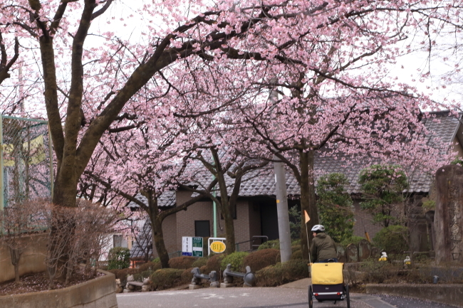 2021年さくら紀行②川口市密蔵院安行桜その３_f0229832_08422843.jpg