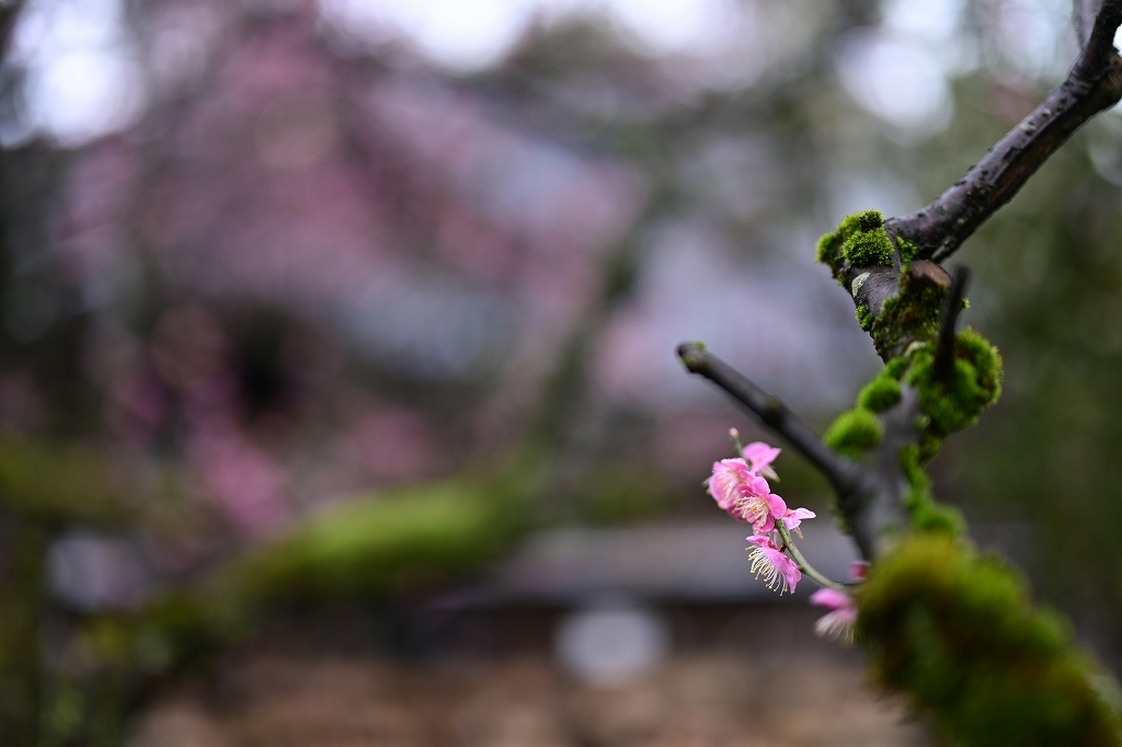 金沢　尾山神社散歩　by  Nikon Z7Ⅱ＋Nikkor Z 50mmF1.2_f0050534_22352327.jpg