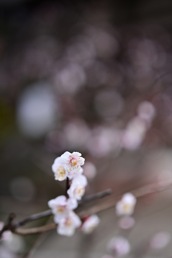 金沢　尾山神社散歩　by  Nikon Z7Ⅱ＋Nikkor Z 50mmF1.2_f0050534_22353332.jpg