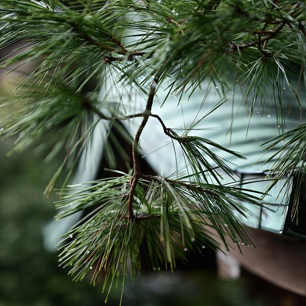金沢　尾山神社散歩　by  Nikon Z7Ⅱ＋Nikkor Z 50mmF1.2_f0050534_22354352.jpg