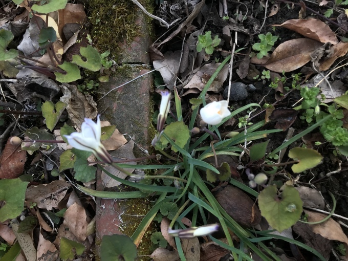 来てますね、春_d0101846_06541220.jpeg