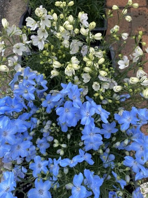 デルフィニューム シネンシス系 花温 の花話 デルフィニューム シネンシス系 花温 の花話
