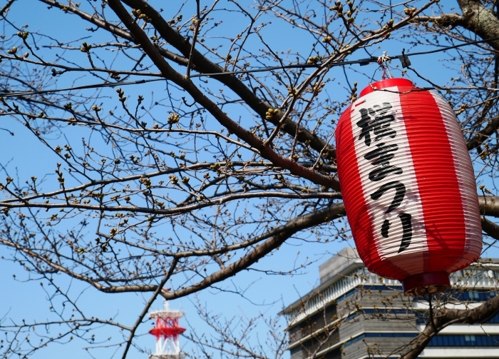   桜まつり準備完了　　２０２１-０３-１５　００：００_b0093754_23185331.jpg