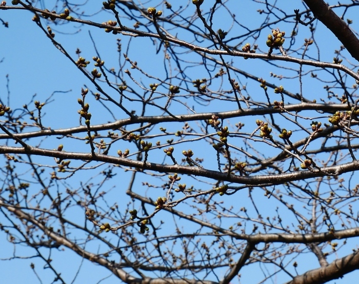  桜まつり準備完了　　２０２１-０３-１５　００：００_b0093754_23190486.jpg