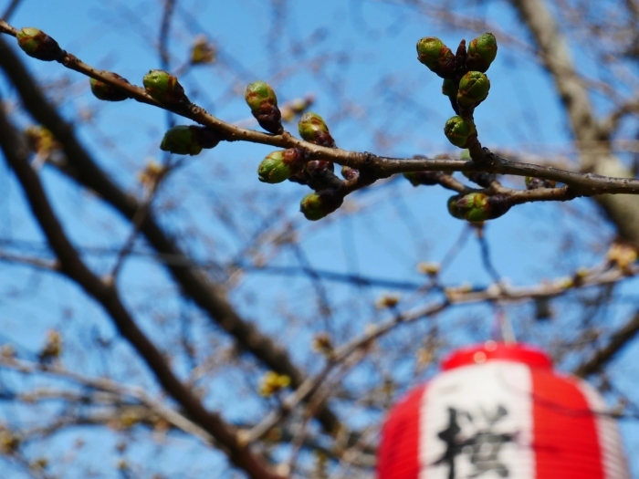   桜まつり準備完了　　２０２１-０３-１５　００：００_b0093754_23191292.jpg
