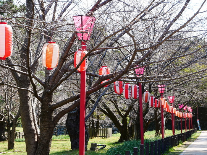   桜まつり準備完了　　２０２１-０３-１５　００：００_b0093754_23193030.jpg