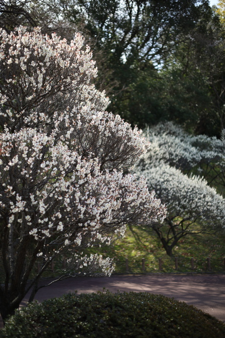 荒山公園 梅 2021_a0176855_23173395.jpg