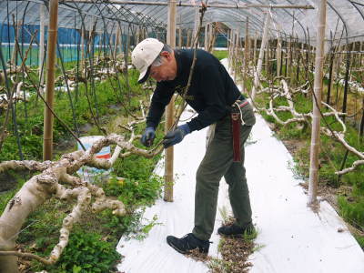 甘熟イチジク 匠の剪定作業2021 前編:果実を実らせる剪定と果樹を若返らせるための仕立て剪定と誘引_a0254656_16482699.jpg