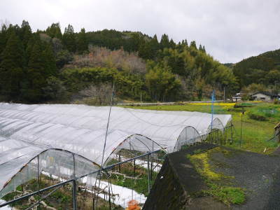 甘熟イチジク 匠の剪定作業2021 前編:果実を実らせる剪定と果樹を若返らせるための仕立て剪定と誘引_a0254656_16490943.jpg