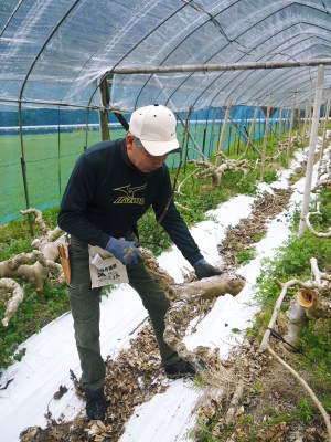 甘熟イチジク 匠の剪定作業2021 前編:果実を実らせる剪定と果樹を若返らせるための仕立て剪定と誘引_a0254656_17335942.jpg