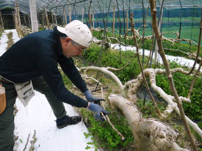 甘熟イチジク 匠の剪定作業2021 前編:果実を実らせる剪定と果樹を若返らせるための仕立て剪定と誘引_a0254656_18115894.jpg