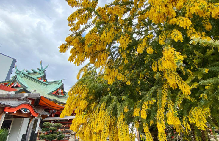尼崎えびす神社のミモザ_b0063958_08345769.jpg