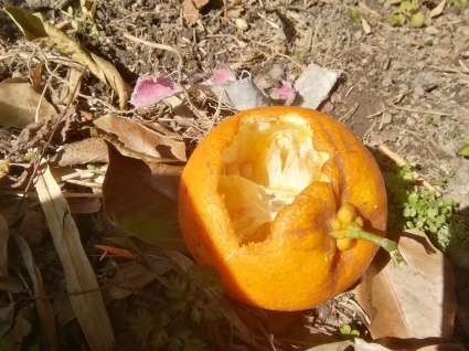 芳し…_b0368362_13445129.jpg