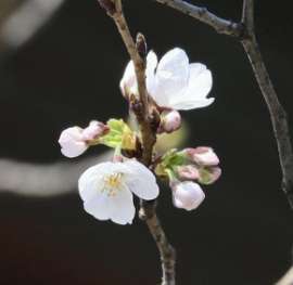 桜 開花_a0117168_16502604.jpeg