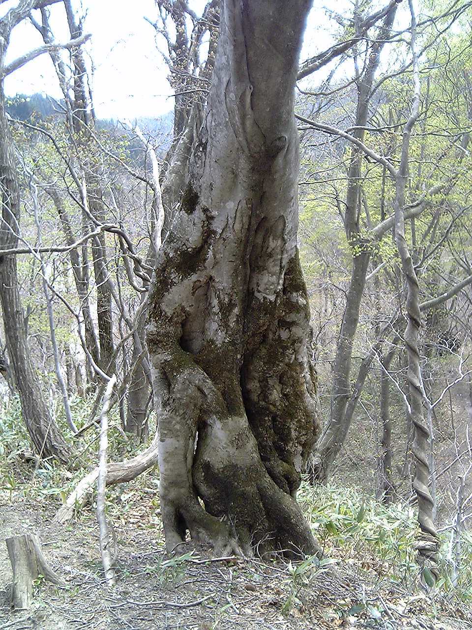 2005/5GW 青森怪所めぐり~梵珠山、三内丸山遺跡、恐山、日本中央の碑、キリストの墓、大石神ピラミッド、仏ヶ浦遠景ほか(暫定報告書)携帯デジカメ版_b0116271_16132158.jpg