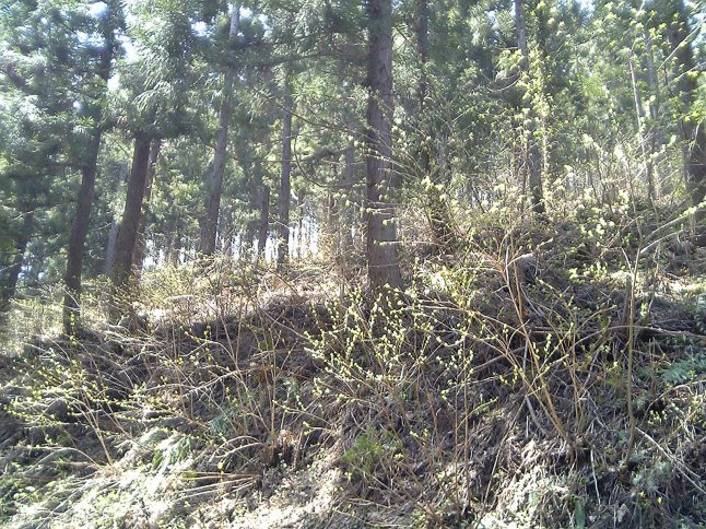 2005/5GW 青森怪所めぐり~梵珠山、三内丸山遺跡、恐山、日本中央の碑、キリストの墓、大石神ピラミッド、仏ヶ浦遠景ほか(暫定報告書)携帯デジカメ版_b0116271_17115921.jpg