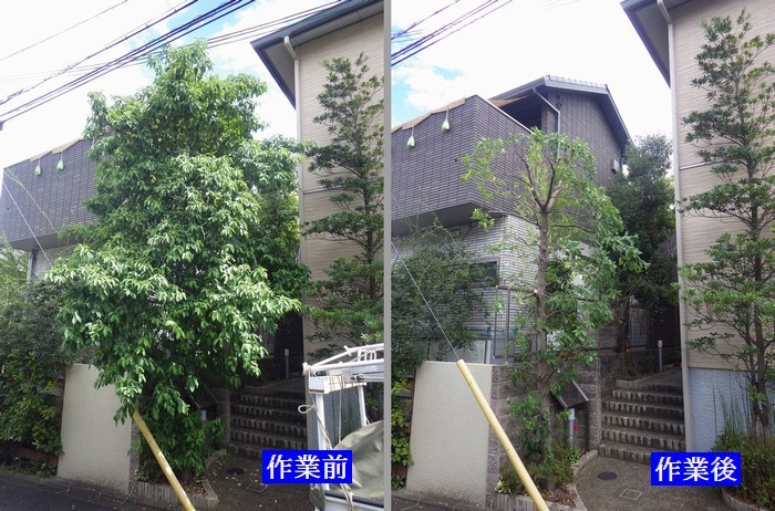 常緑ヤマボウシ 京都市庭木剪定 庭 佳niwaka 庭木1本からの植木屋