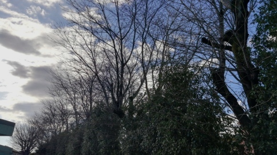 仕事場 嶺公園花探し_c0212083_18393071.jpg