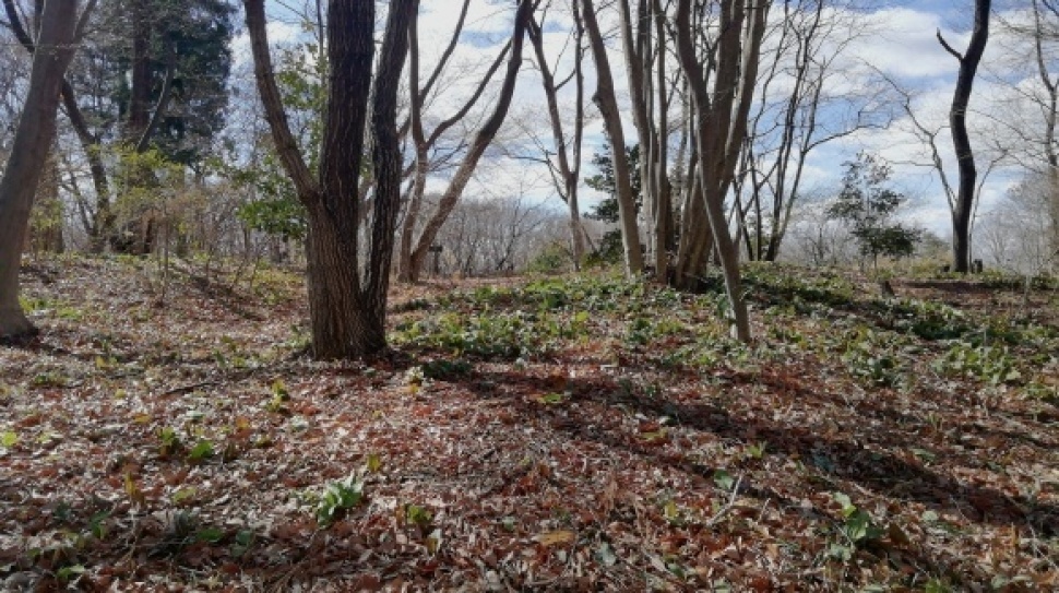 仕事場 嶺公園花探し_c0212083_18411020.jpg