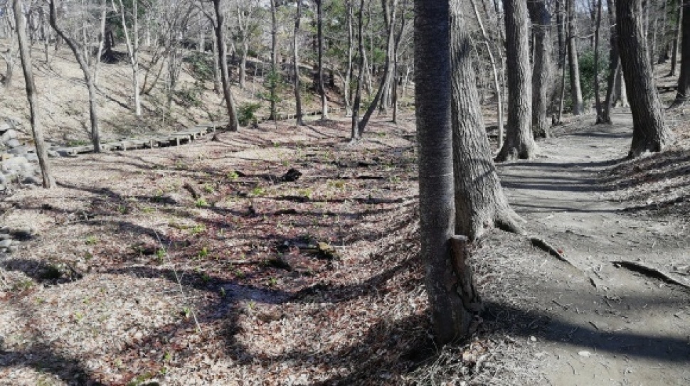 仕事場 嶺公園花探し_c0212083_18432122.jpg
