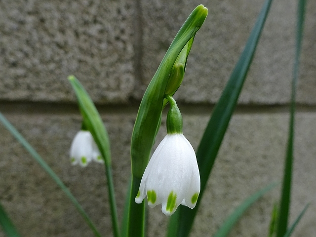 愛らしいスノーフレーク（鈴蘭水仙） : 花と葉っぱ