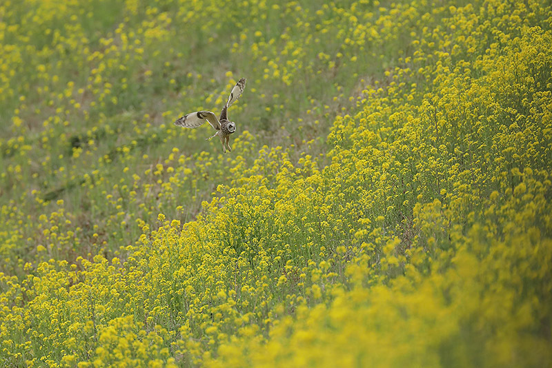 コミミズクの飛びもの_d0053309_20110565.jpg