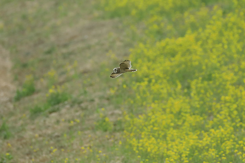 コミミズクの飛びもの_d0053309_20111952.jpg