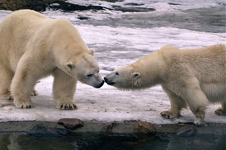 エストニア・タリン動物園でのラスプーチン (Rasputin) とフリーダ (Friida) の同居開始初日の様子_a0151913_00252380.jpg