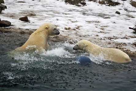 エストニア・タリン動物園でのラスプーチン (Rasputin) とフリーダ (Friida) の同居開始初日の様子_a0151913_01055039.jpg